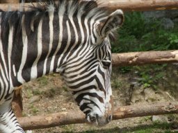 2016-05-11 Salzburg Zoo_018